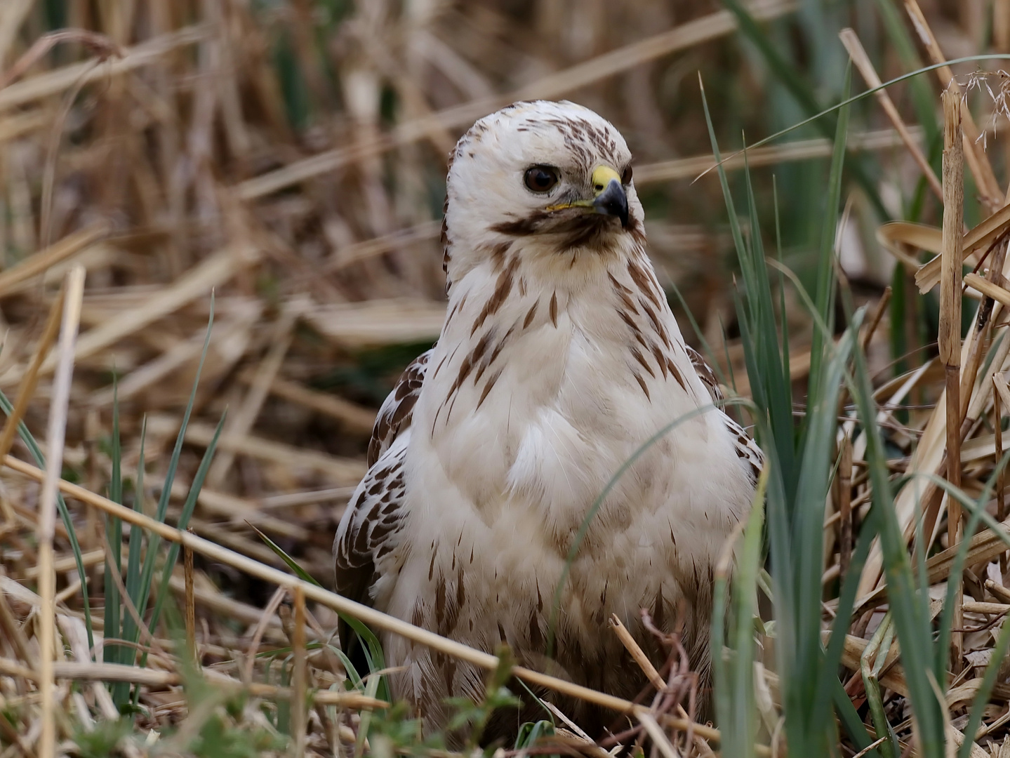 Der helle Foto & Bild tiere, wildlife, wild lebende vögel Bilder auf