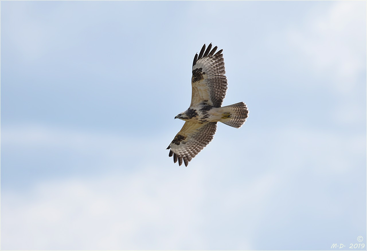 Der helle Bussard ...