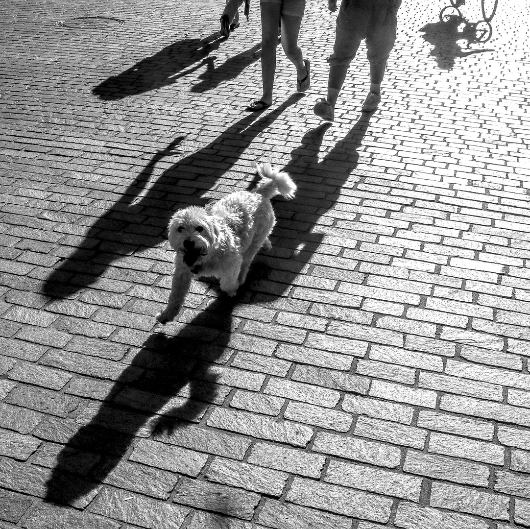 Der helle Hund auf dunklen Schatten