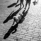 Der helle Hund auf dunklen Schatten