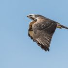 Der helle Mäusebussard