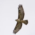 Der helle Mäusebussard (Buteo buteo) . . .