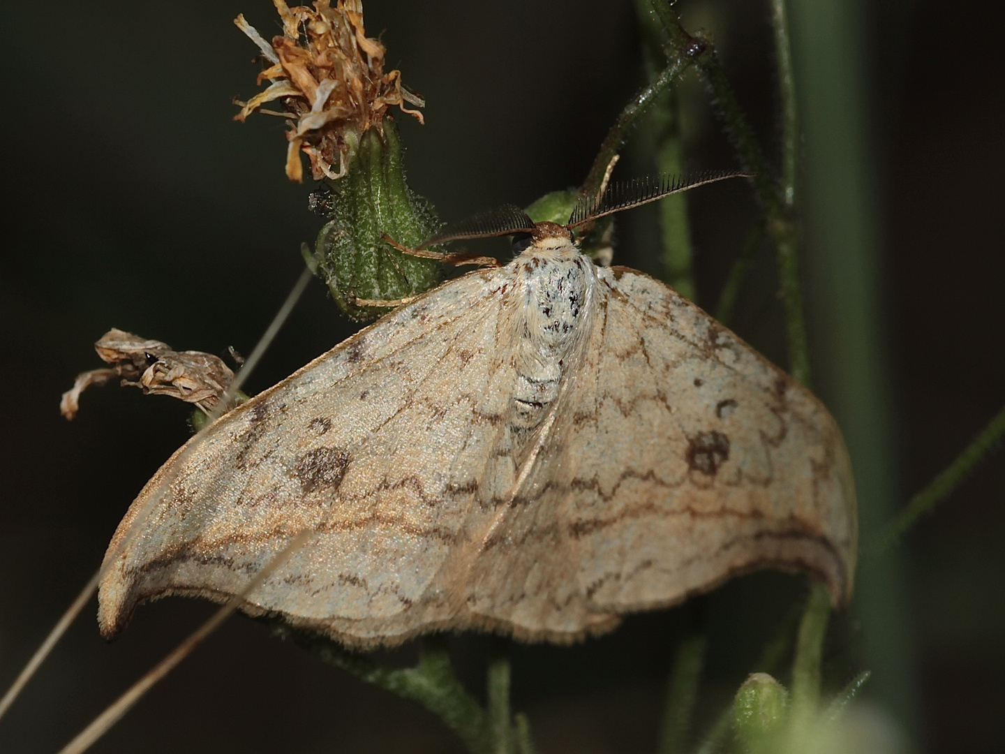 Der Helle Sichelflügler (Drepana falcataria)