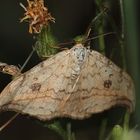 Der Helle Sichelflügler (Drepana falcataria)