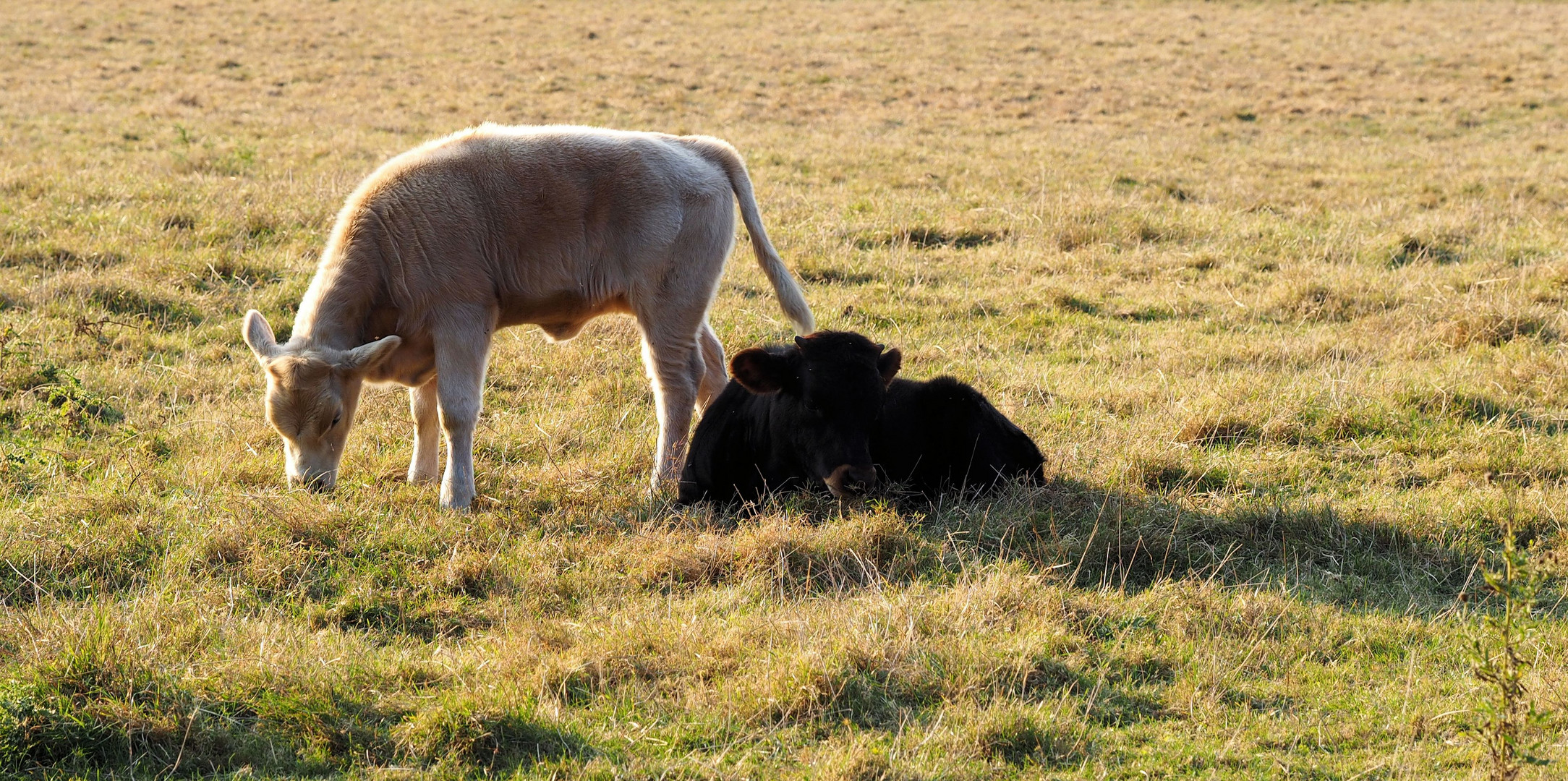 der helle und der dunkle Bruder ...