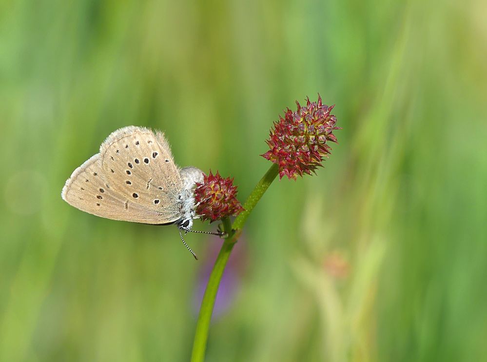 Der helle Wiesenknopf-Ameisenbläuling