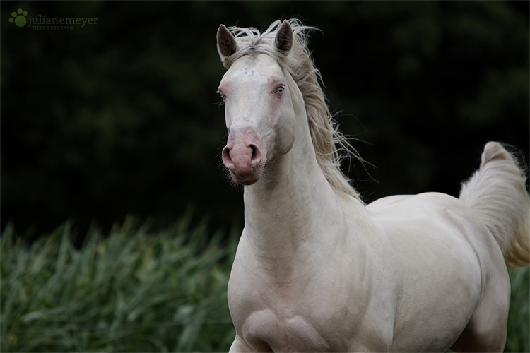 Der Hengst Hópihe