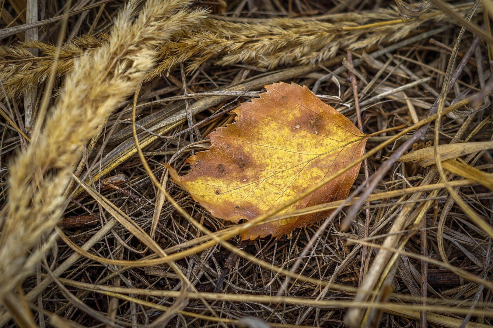 Der Herbst