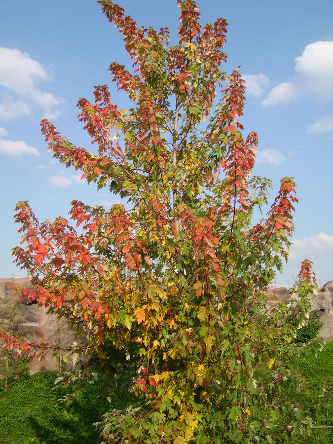 der Herbst...