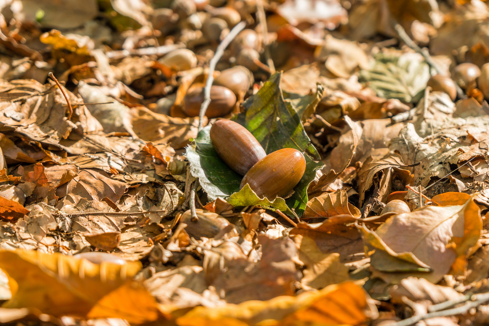 Der Herbst