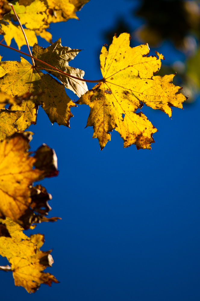 Der Herbst