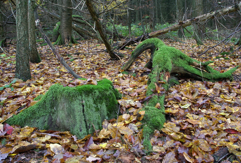 Der Herbst