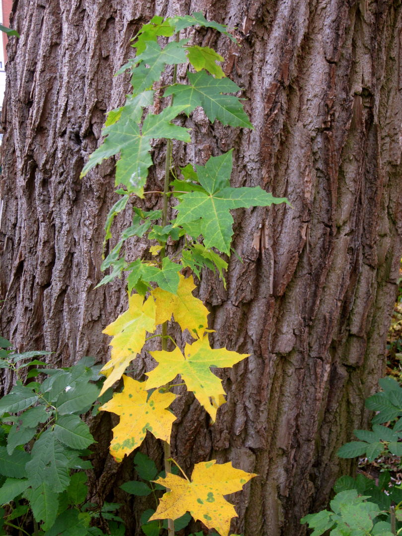 Der Herbst ...