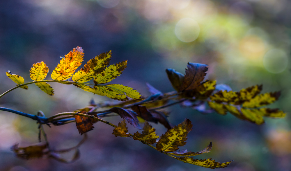 Der Herbst....