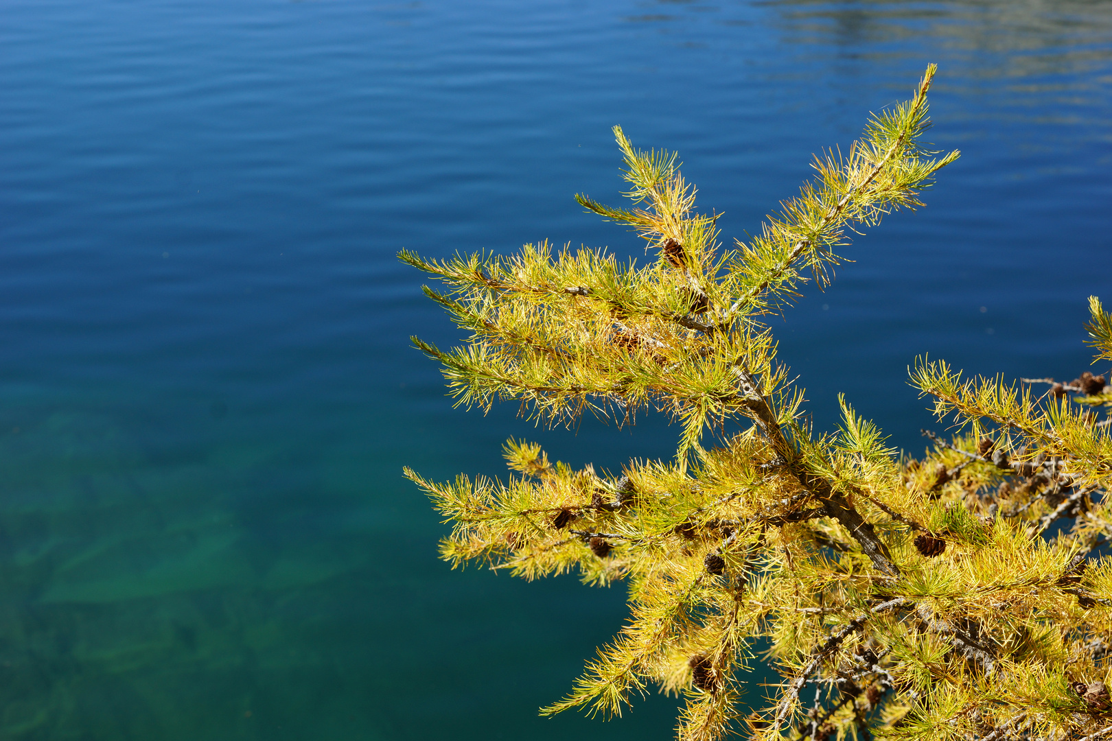 Der Herbst ...