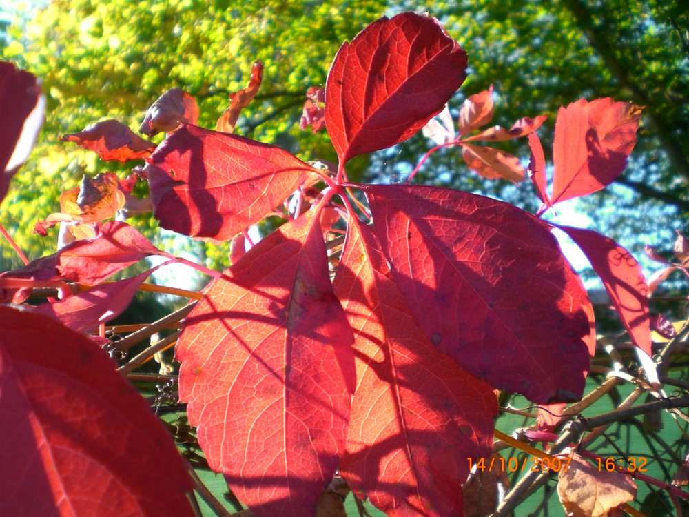 Der Herbst