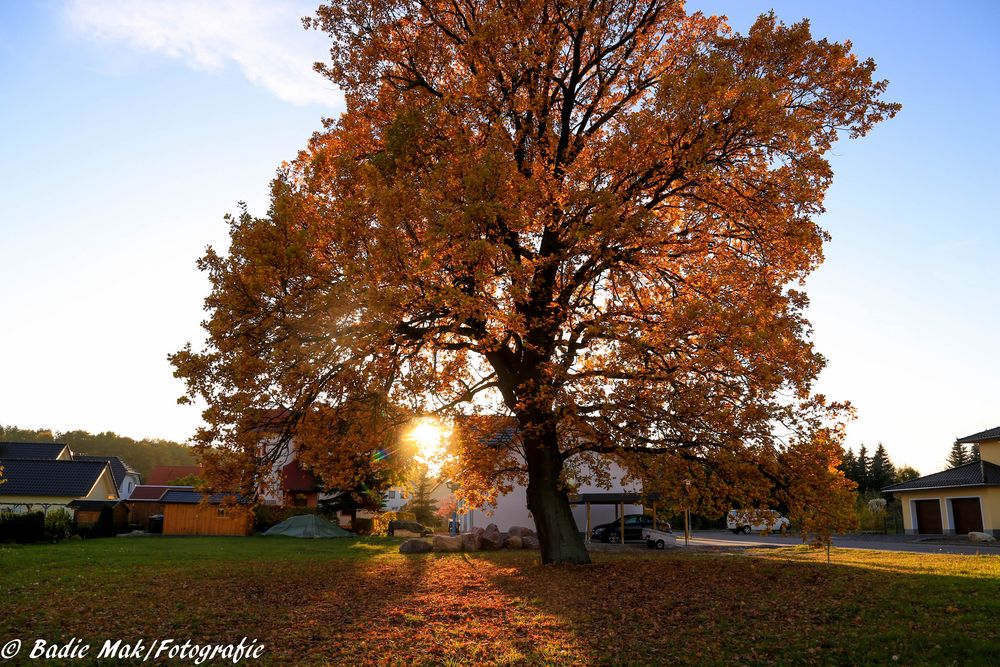 Der Herbst 2