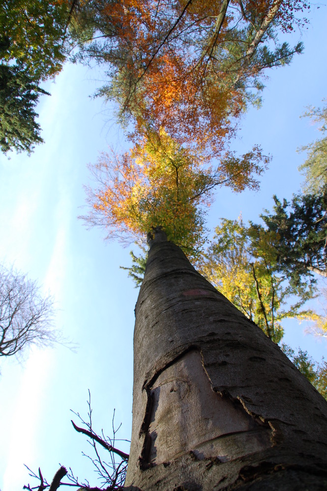 der herbst 2008