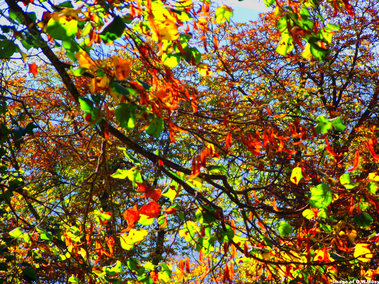 Der Herbst 2011, wie gemalen. Bild von O.W.Mösy aus A 8990 Bad Aussee