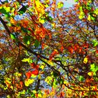 Der Herbst 2011, wie gemalen. Bild von O.W.Mösy aus A 8990 Bad Aussee