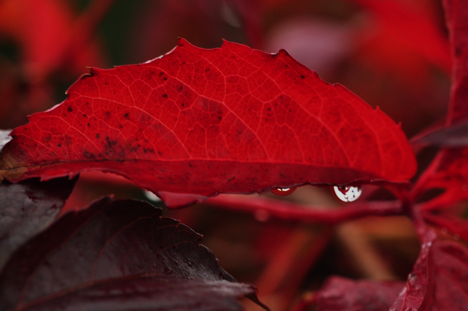 Der Herbst 