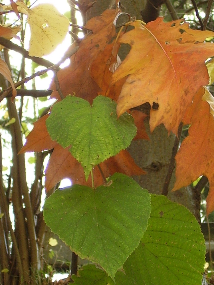 Der Herbst