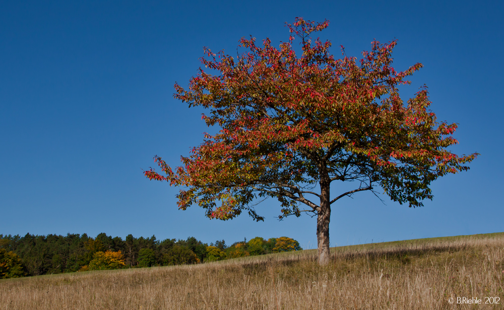 Der Herbst ...