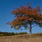 Der Herbst ...