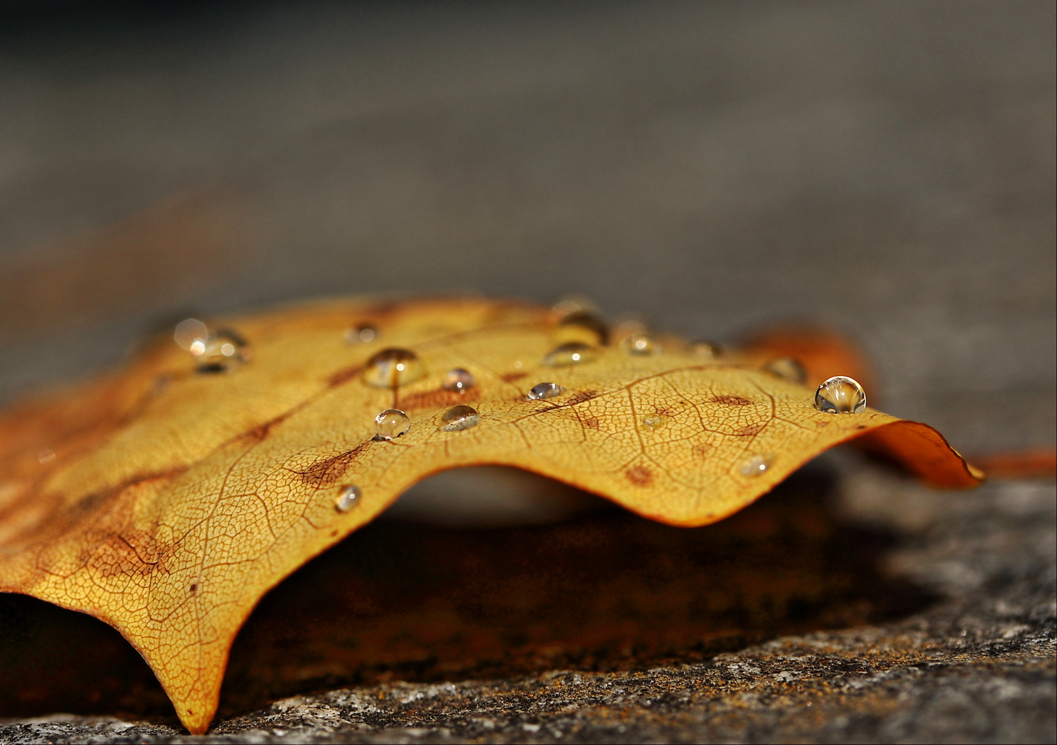 Der Herbst.....