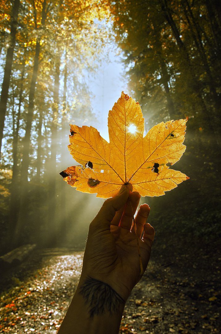 DER HERBST...