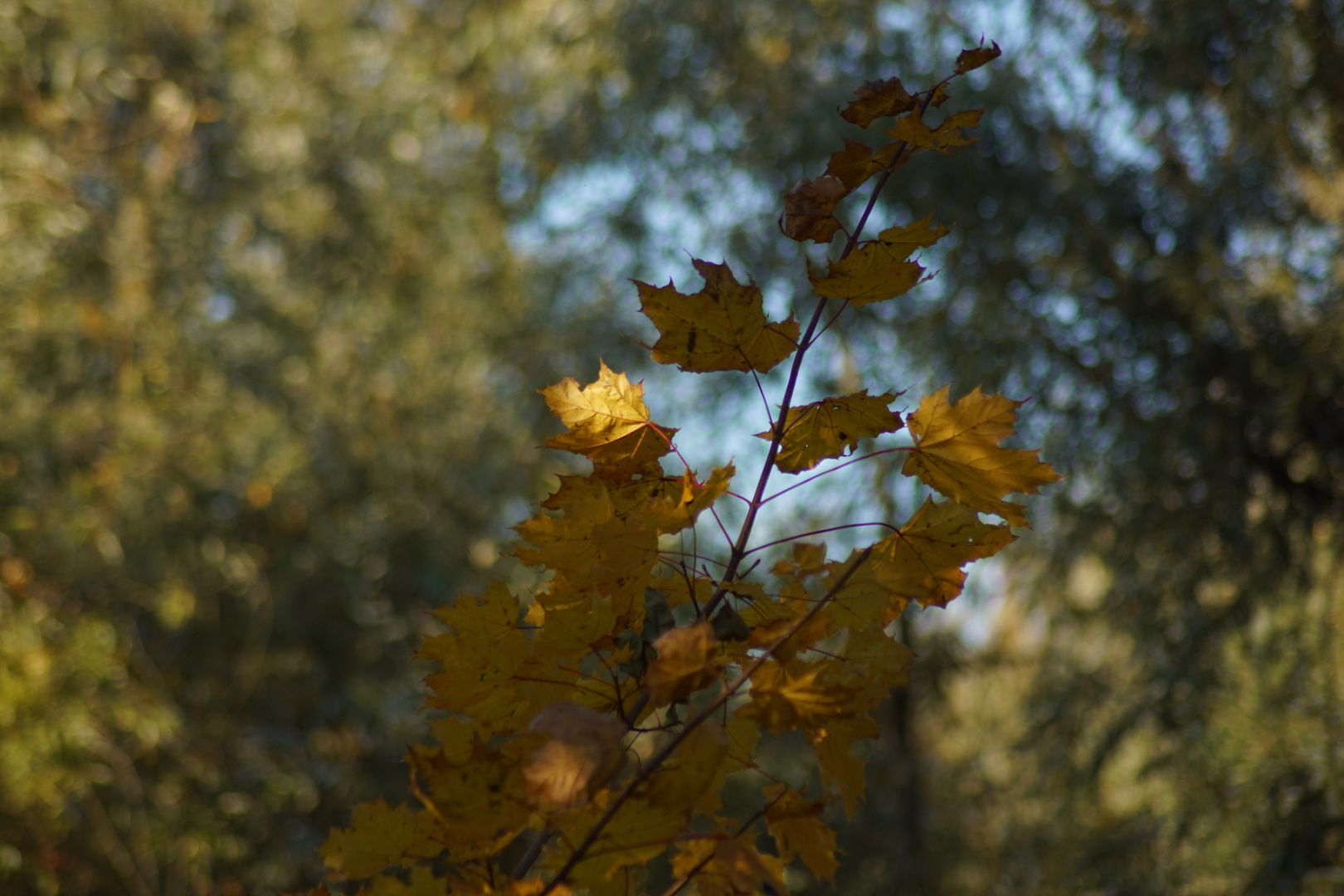 der Herbst