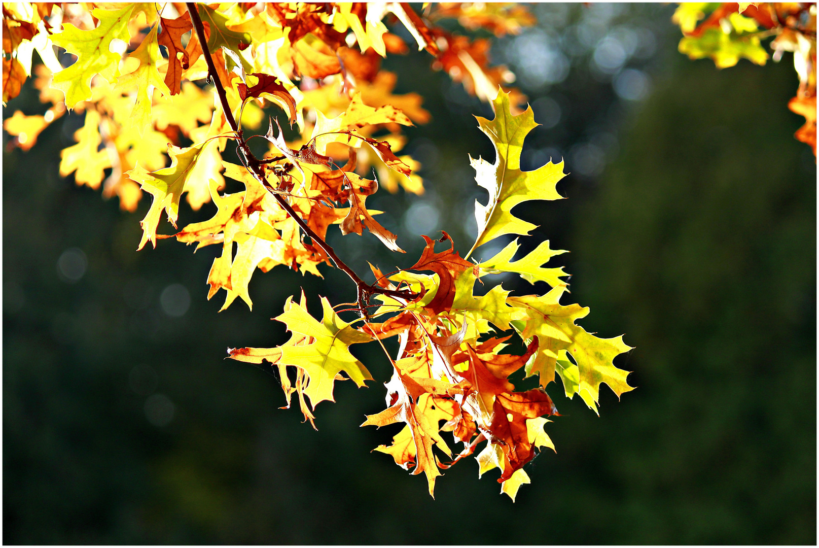 Der Herbst