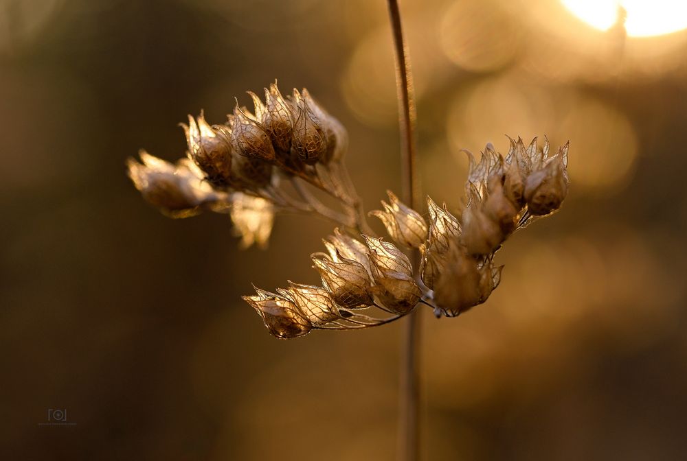 Der Herbst...