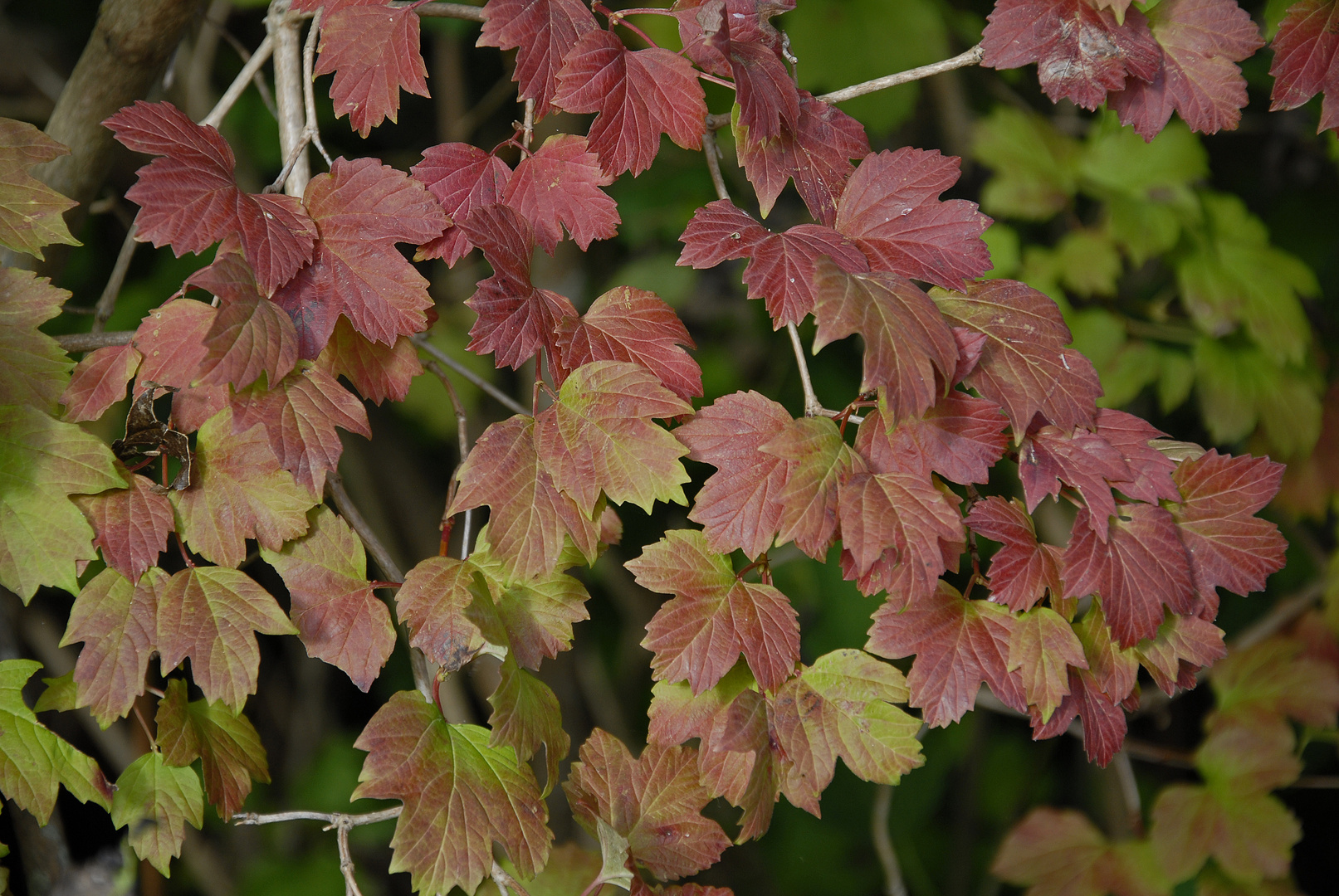 Der Herbst ,