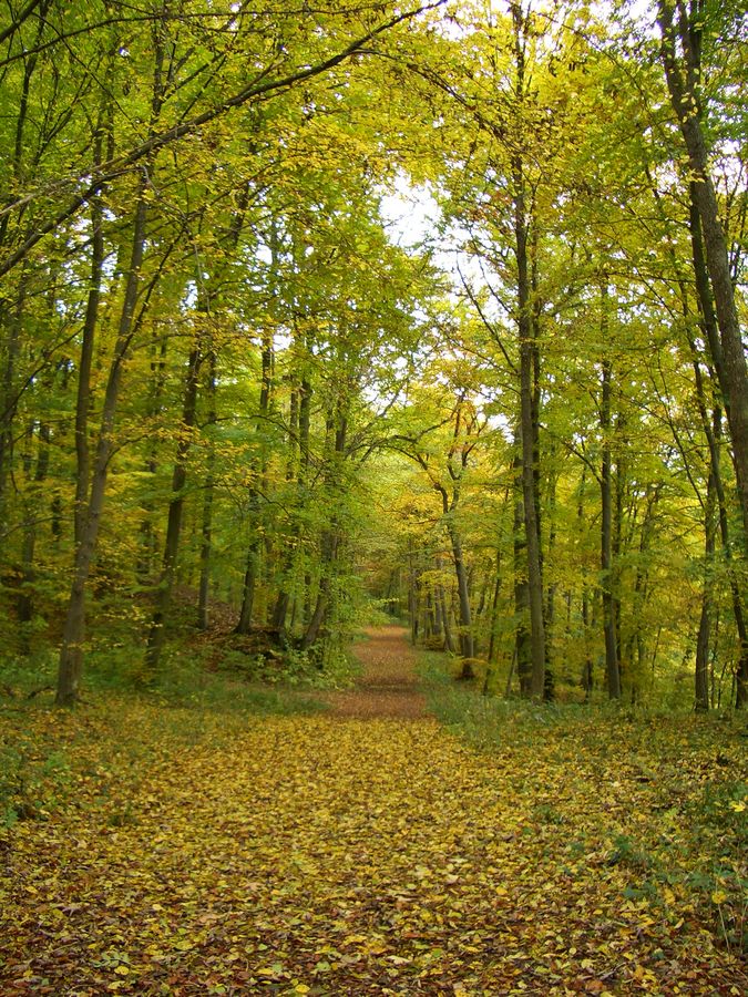 Der Herbst