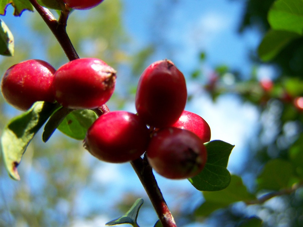 Der Herbst