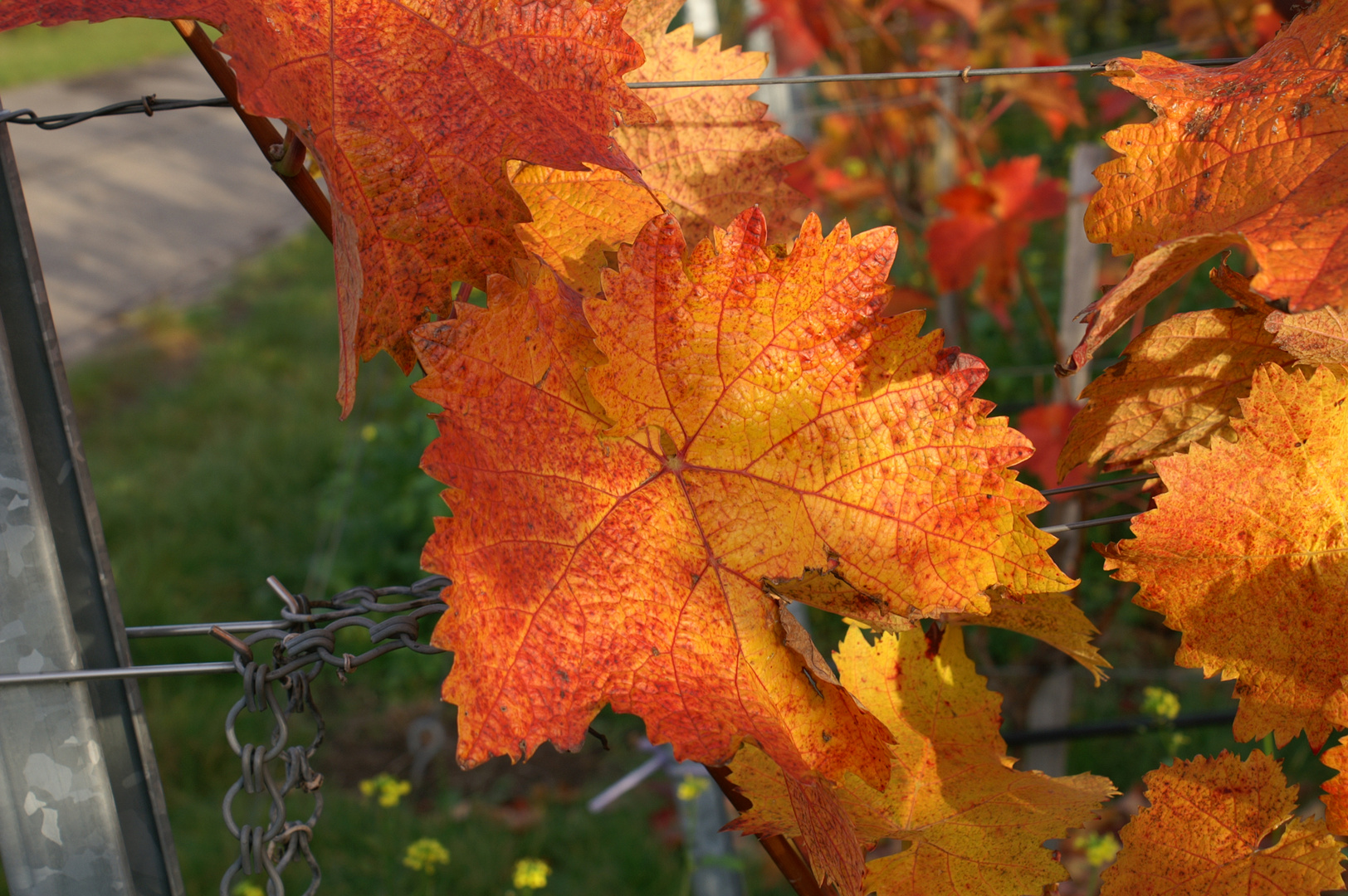 der Herbst