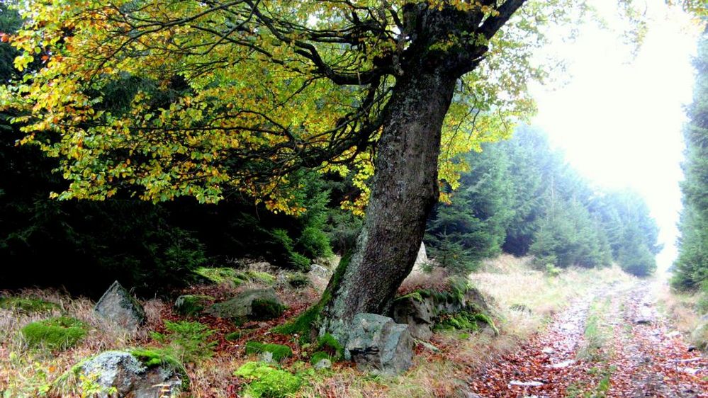 Der Herbst