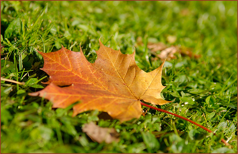 der Herbst