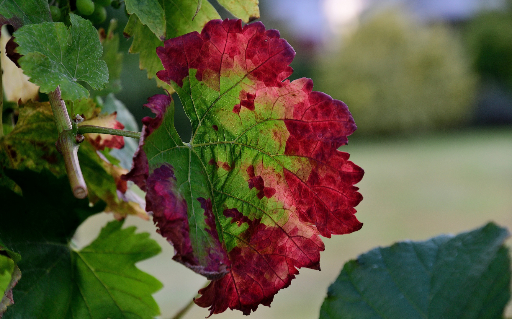 der Herbst...