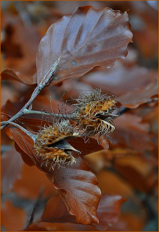 Der Herbst...