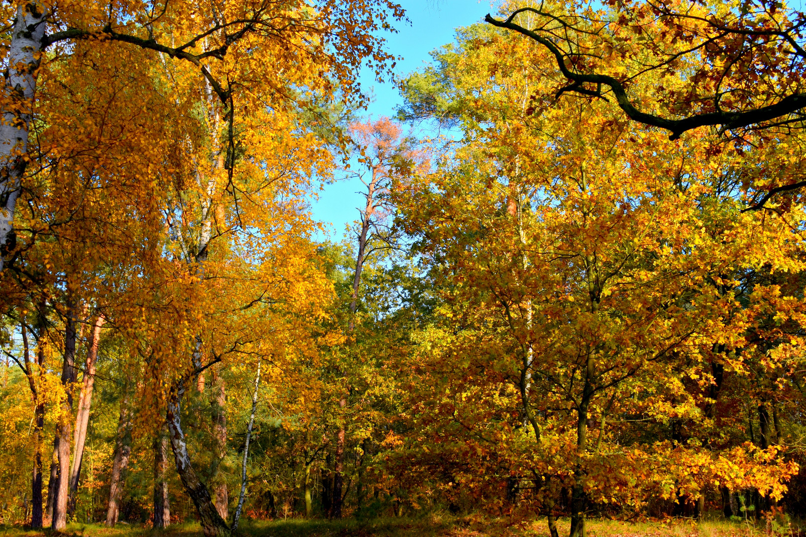 Der Herbst