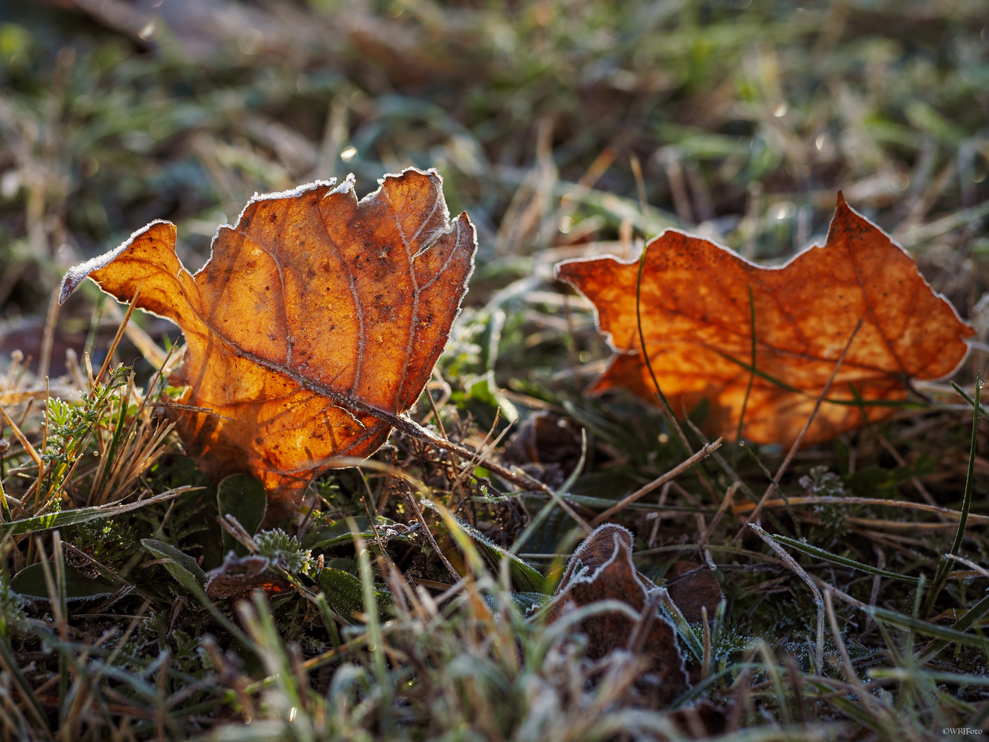 Der Herbst …