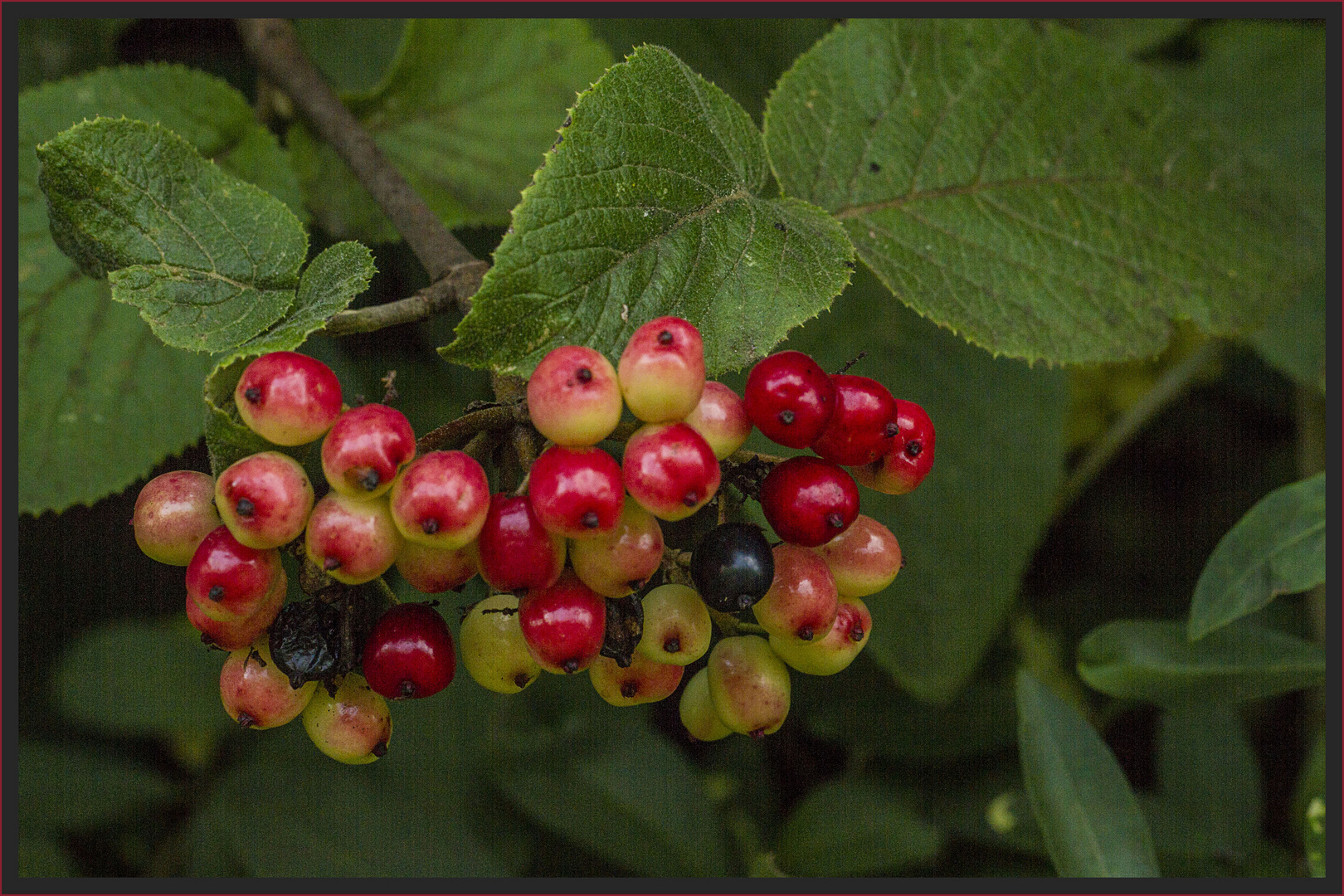 DER HERBST...