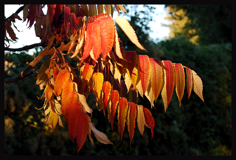 Der Herbst...