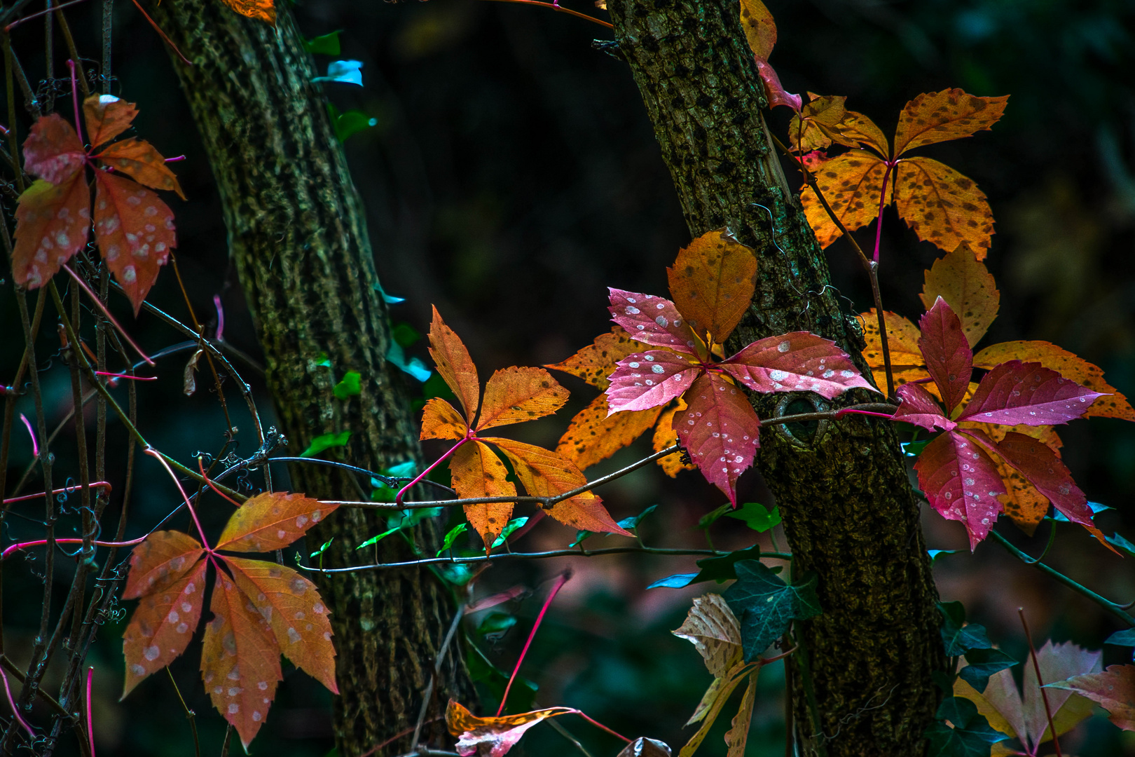 Der Herbst