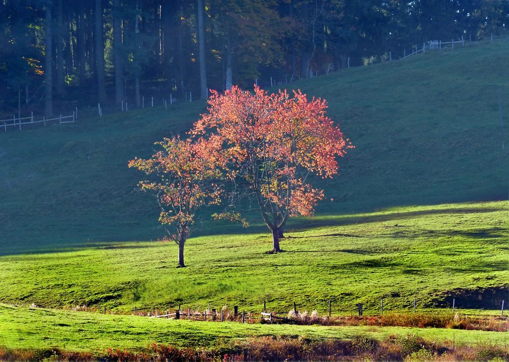 Der Herbst