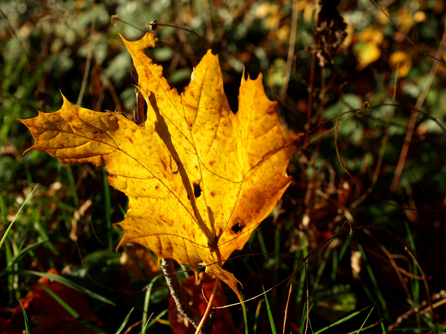 Der Herbst...