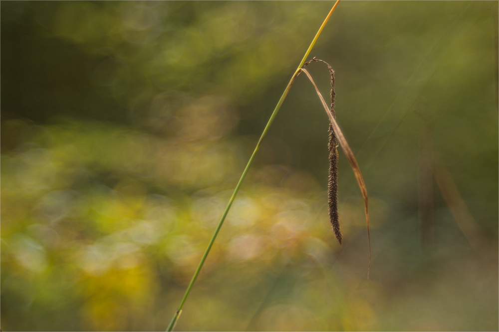 Der Herbst als Gestalter