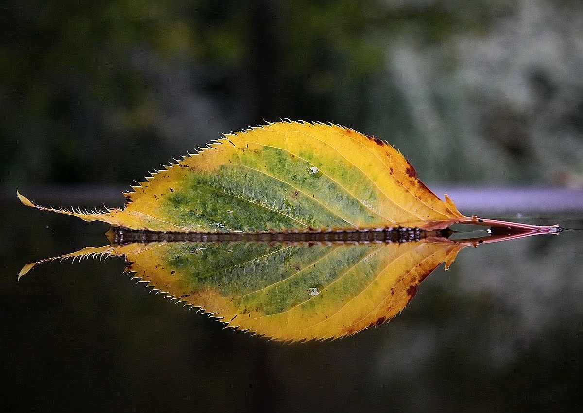 Der Herbst als Künstler